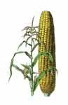Corn Vintage Vegetable Art