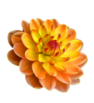 Dahlia Flower Blossom Clipart