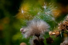 Thistle, Fluffy Seeds