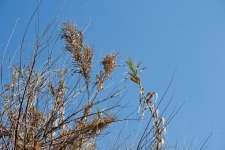 Drying Leaves On Tips Of Tall Reeds