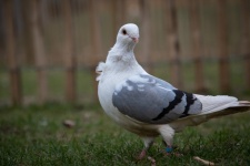 Pigeon, Bird