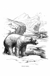 Polar Bear Vintage Art Clipart