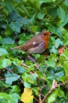 Encounter With A Robin