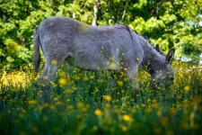 Donkey, Meadow, Buttercups