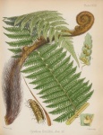 Fern Foliage Plant Illustration
