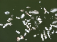 Feathers Floating On Green Water