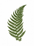 Fern Leaf Clipart Illustration