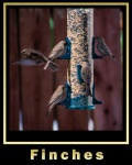 Finches Feeding Poster