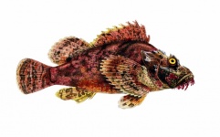 Fish Scorpionfish Vintage Art