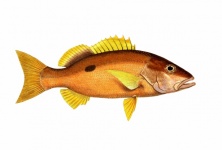 Fish Snapper Vintage Art