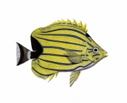 Fish Vintage Art Illustration