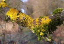 Lichen Moss Branch Tree