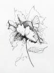 Flower, Sketch