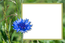 Frame, Blue Flower, Cornflower