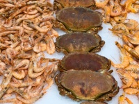 Fresh Crabs And Shrimps