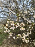 Spring Blossoms Cherry Tree