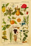 Fruits Plants Vintage Poster