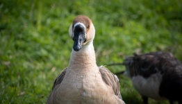 Goose, Chinese Knobby Goose
