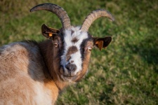 Goat, Farm Animal
