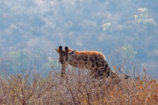 Giraffe Behind Dormant Vegetation