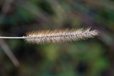 Grass, Setaria Pumila, Fruit