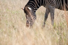 Grazing Zebra Obscured By Grass