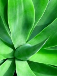 Green Agave
