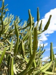Green Cacti And Blue Sky