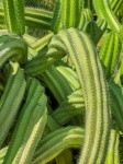 Green Cactus Background