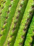 Green Cactus Detail