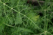 Green Fennel Leaves Background