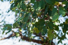 Green Leaves With Pinnate Veins