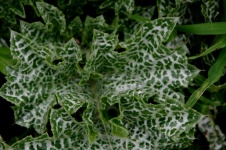 Green Nettle Plant Background
