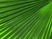 Green Palm Leaf Texture