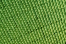 Green Wall Pattern