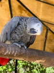 Grey Parrot Looking
