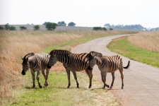 Group Of Zebra Stepping Off A Road