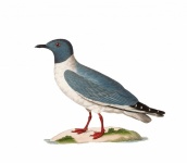 Gull Bird Vintage Art
