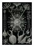 Haeckel Art Forms Of Nature