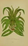 Harts Tongue Vintage Plant