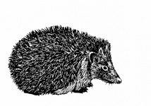 Hedgehog Drawing Clipart