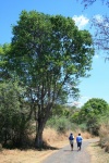 Hikers On A Trail With Tall Tree