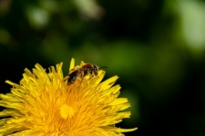 Honeybee, Bee, Insect