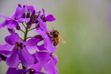 Honey Bee, Purple Flower