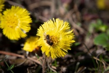 Honey Bee Looking For Pollen