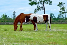Horses At Ranch