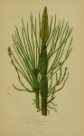 Horsetail Vintage Grass