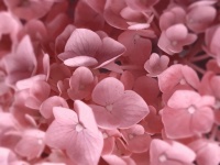 Hydrangea Flower Blossom Background