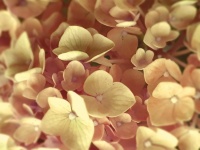 Hydrangea Flower Blossom Background