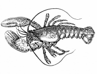 Lobster Vintage Illustration